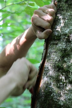 Birch Peelers Photo: NW