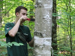 Birch Peelers Photo: NW