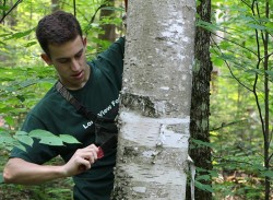 Birch Peelers Photo: NW