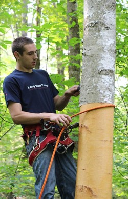 Birch Peelers Photo: NW