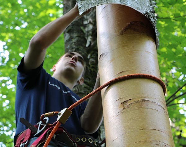 Birch Peelers