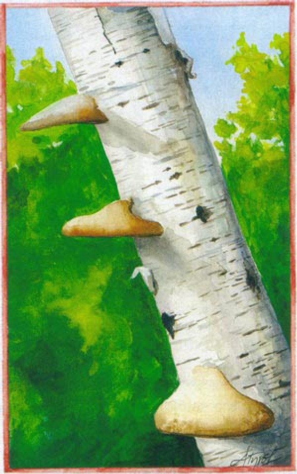 Birch polypore, Piptoporus betulinus