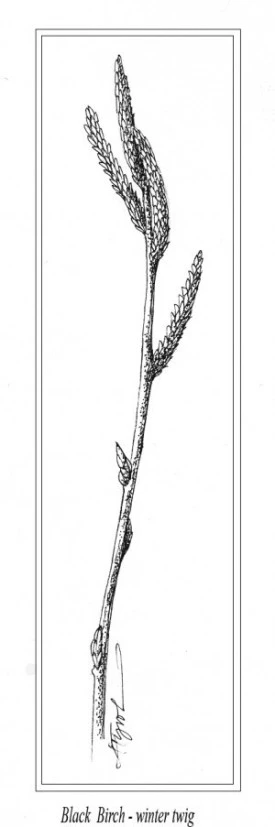 Birch_winter_twig.jpg thumbnail