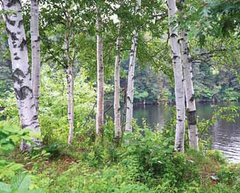 Why are Paper Birches so White?