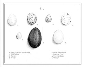 bird_eggs_cropped.jpg thumbnail