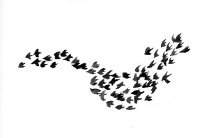 Magical Flocks of Birds thumbnail