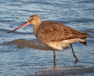 Shorebirds thumbnail