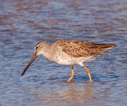 Shorebirds Photo: Bryan Pfeiffer