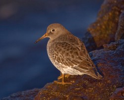 Shorebirds Photo: Bryan Pfeiffer