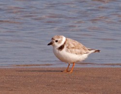 Shorebirds Photo: Bryan Pfeiffer