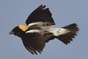 Birds in Focus: A Bobolink’s Carbon Fingerprint thumbnail