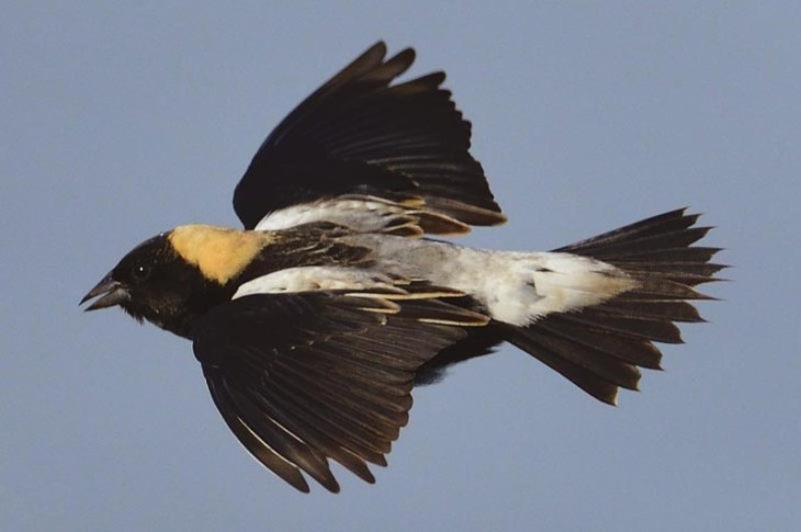 Birds in Focus: A Bobolink's Carbon Fingerprint