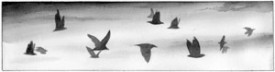birdmigrate.jpg thumbnail