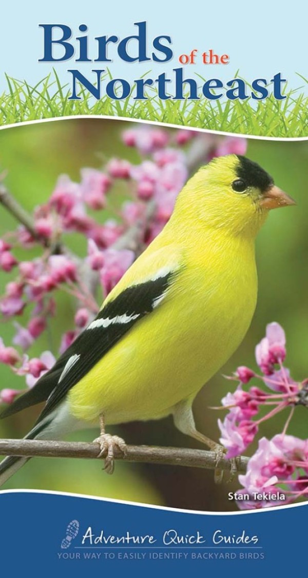 Birds of the Northeast book