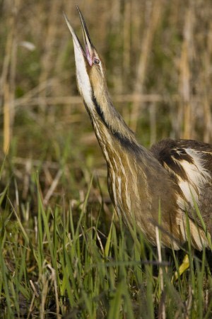 The Call of the Bittern