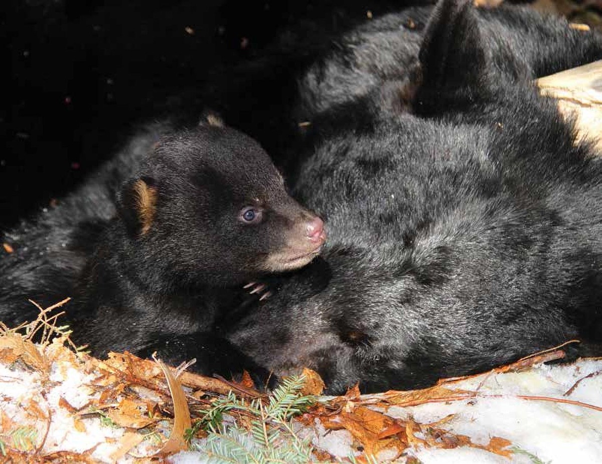 Black Bears Giving Birth