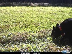 black_bear_sow_with_a_tracking_collar_w2.jpg