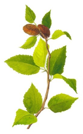 black_birch.jpg thumbnail