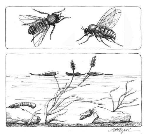 In Praise of Blackflies thumbnail