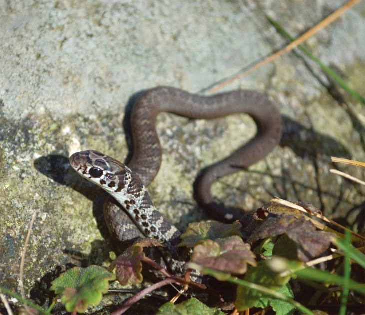 Black Racers: Living on the Edge | Summer 2019 | Articles | Features