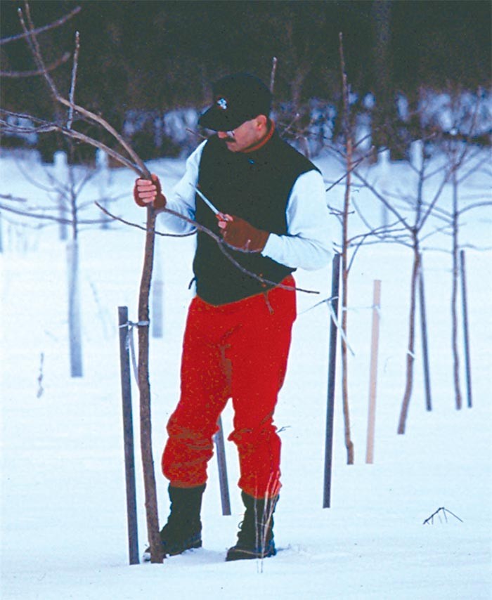 Revisiting a Black Walnut Plantation