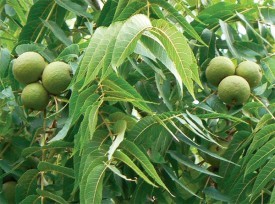 Black Walnut: Harvest and Fellowship thumbnail