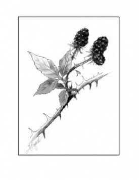 Blackberry.jpg thumbnail