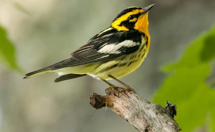 Blackburnian warbler thumbnail
