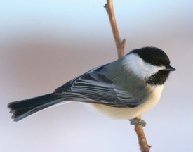 blackcap.jpg thumbnail