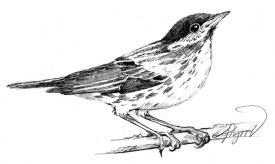 Blackpoll_warbler_w.jpg thumbnail