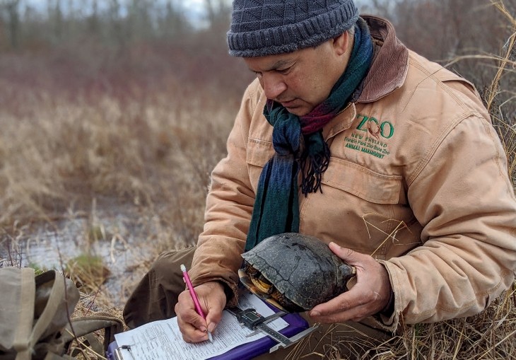 Blanding turtle measurement