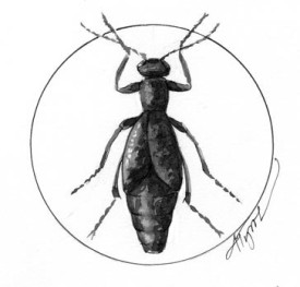 blister_beetle.jpg thumbnail