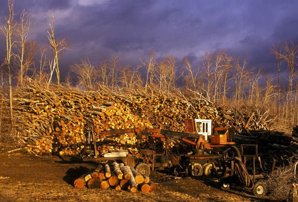 The Burning Question: Is Biomass Right for the Northeast?