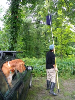 Want to see an EAB trap up close? Photo: NW