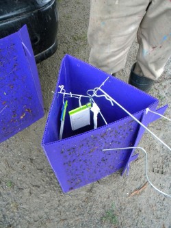 Want to see an EAB trap up close? Photo: NW