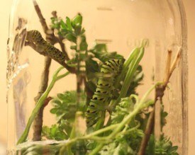 blogpicA.jpg thumbnail