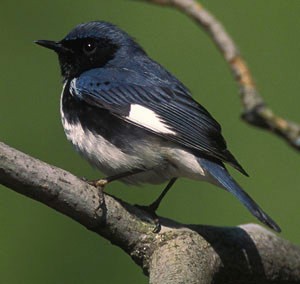 Abundant Food Key to Warbler Breeding Success