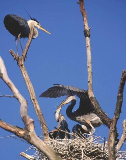 Red Oak, Black Cherry and Great Blue Herons Photo: Victor S. Lamoureux