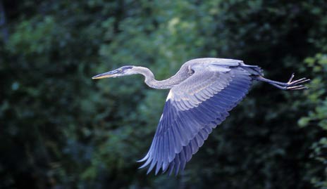 Red Oak, Black Cherry and Great Blue Herons