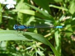 blue_damselfly_sm_web.jpg
