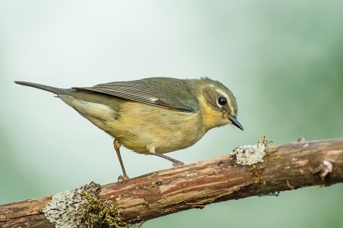 Bird-Friendly Maple