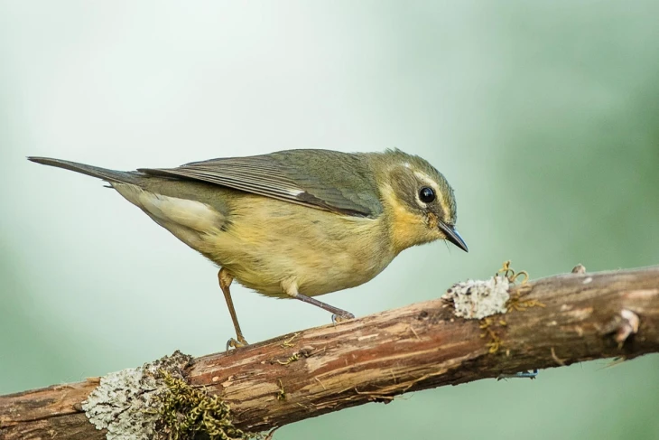 Blue warbler