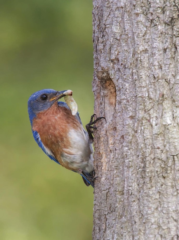 Bluebird
