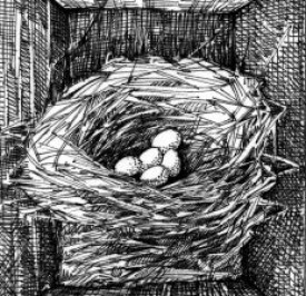 bluebird_nest_web.jpg thumbnail