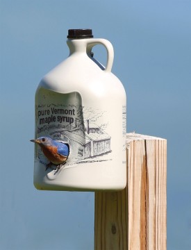 bluebird_sugarhouse.jpg thumbnail