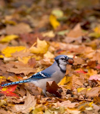 The Oak and the Jay