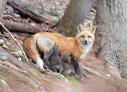 Fox Family Life Photo: Northern Woodlands