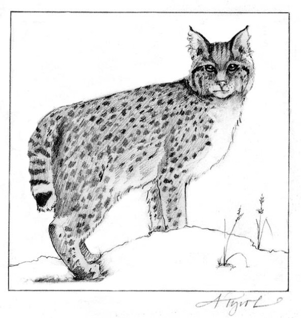 Bobcat Betrothals