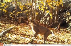 bobcat_w.jpg