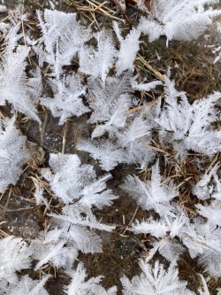 Hoar frost Photo: Sharon Bombard